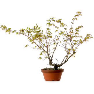 Acer palmatum Arakawa, 54 cm, ± 20 jaar oud