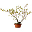 Acer palmatum Arakawa, 54 cm, ± 20 Jahre alt, mit einem Wurzelhals von 3 cm