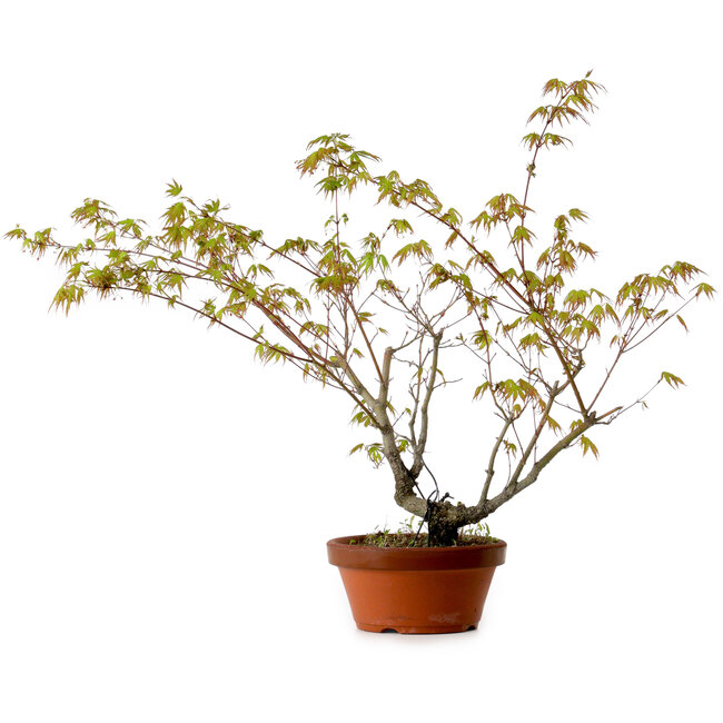 Acer palmatum Arakawa, 54 cm, ± 20 anni, con nebari di 3 cm