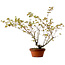 Acer palmatum Arakawa, 54 cm, ± 20 jaar oud, met een nebari van 3 cm