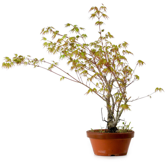 Acer palmatum Arakawa, 54 cm, ± 20 anni, con nebari di 3 cm