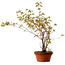 Acer palmatum Arakawa, 54 cm, ± 20 years old, with a nebari of 3 cm