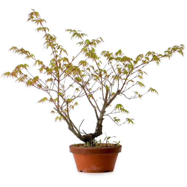 Acer palmatum Arakawa, 54 cm, ± 20 years old, with a nebari of 3 cm