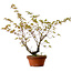 Acer palmatum Arakawa, 54 cm, ± 20 anni, con nebari di 3 cm