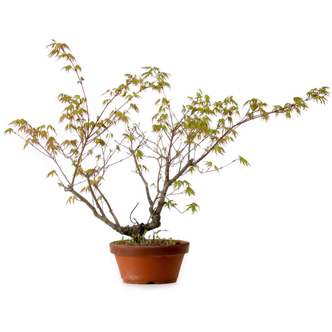 Acer palmatum Arakawa, 54 cm, ± 20 Jahre alt, mit einem Wurzelhals von 3 cm