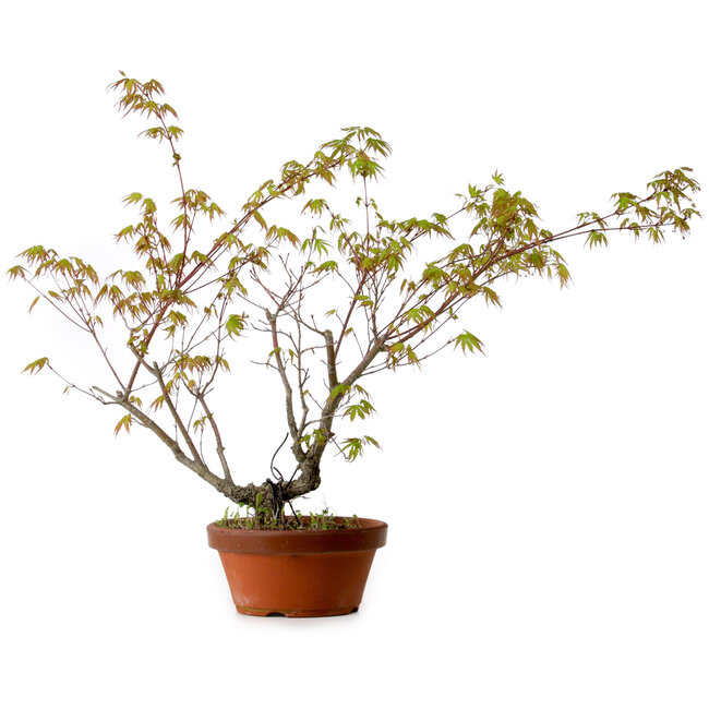Acer palmatum Arakawa, 54 cm, ± 20 years old, with a nebari of 3 cm
