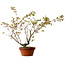Acer palmatum Arakawa, 54 cm, ± 20 ans, avec un nebari de 3 cm