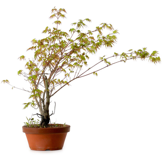 Acer palmatum Arakawa, 54 cm, ± 20 years old, with a nebari of 3 cm