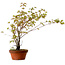 Acer palmatum Arakawa, 54 cm, ± 20 ans, avec un nebari de 3 cm