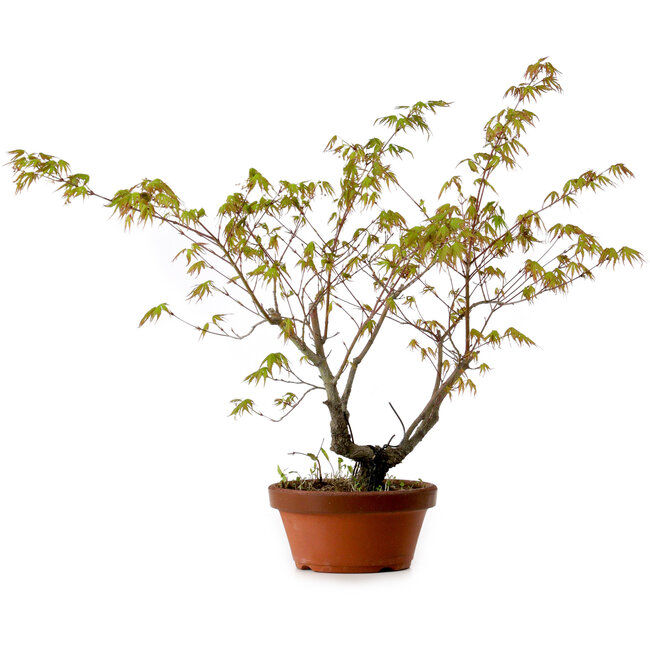 Acer palmatum Arakawa, 54 cm, ± 20 años, con un nebari de 3 cm