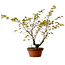 Acer palmatum Arakawa, 54 cm, ± 20 anni, con nebari di 3 cm