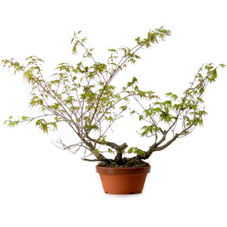 Acer palmatum Arakawa, 55 cm, ± 20 years old