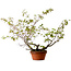 Acer palmatum Arakawa, 55 cm, ± 20 años, con un nebari de 8 cm