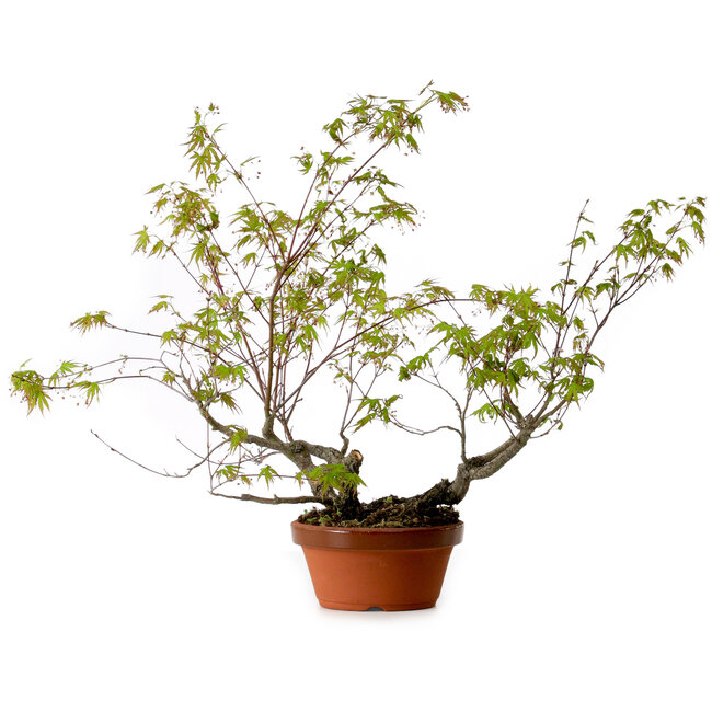Acer palmatum Arakawa, 55 cm, ± 20 years old, with a nebari of 8 cm