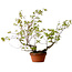 Acer palmatum Arakawa, 55 cm, ± 20 years old, with a nebari of 8 cm