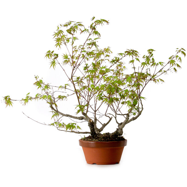 Acer palmatum Arakawa, 55 cm, ± 20 anni, con nebari di 8 cm