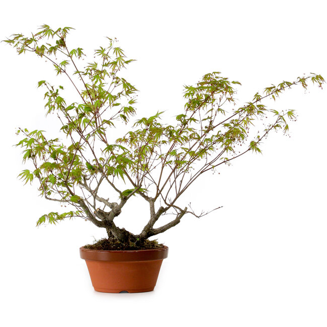 Acer palmatum Arakawa, 55 cm, ± 20 anni, con nebari di 8 cm