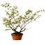 Acer palmatum Arakawa, 55 cm, ca. 20 Jahre alt, mit einem Wurzelhals von 8 cm