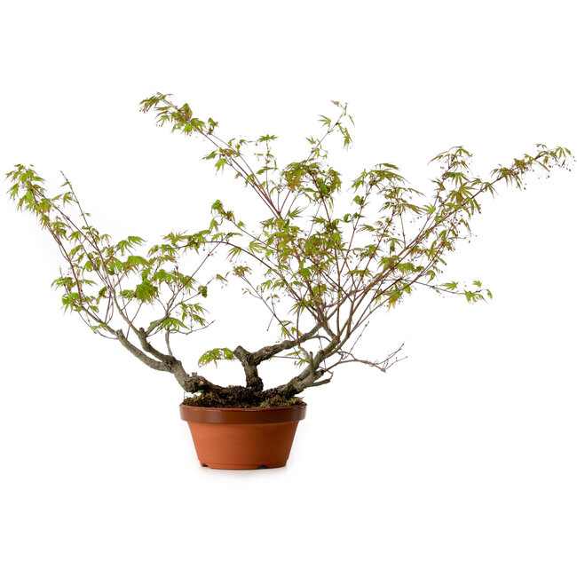 Acer palmatum Arakawa, 55 cm, ± 20 anni, con nebari di 8 cm