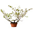 Acer palmatum Arakawa, 55 cm, ± 20 anni, con nebari di 8 cm