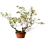 Acer palmatum Arakawa, 55 cm, ca. 20 Jahre alt, mit einem Wurzelhals von 8 cm
