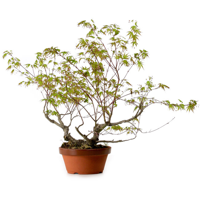 Acer palmatum Arakawa, 55 cm, ca. 20 Jahre alt, mit einem Wurzelhals von 8 cm