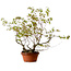 Acer palmatum Arakawa, 55 cm, ± 20 jaar oud, met een nebari van 8 cm