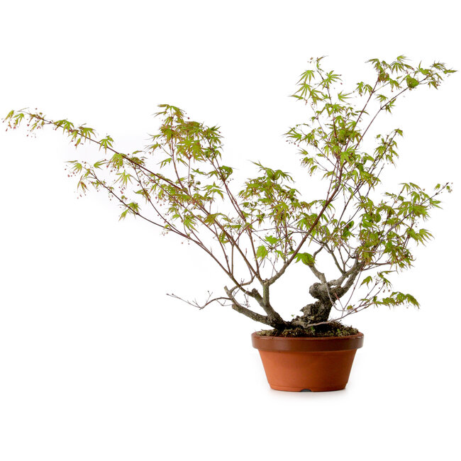 Acer palmatum Arakawa, 55 cm, ca. 20 Jahre alt, mit einem Wurzelhals von 8 cm
