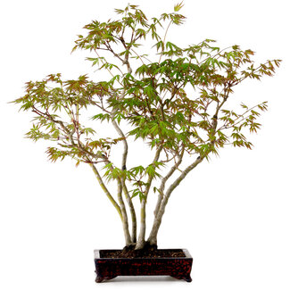 Acer palmatum, 50 cm, ± 15 ans