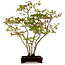 Acer palmatum, 50 cm, ± 15 anni, con nebari di 8 cm