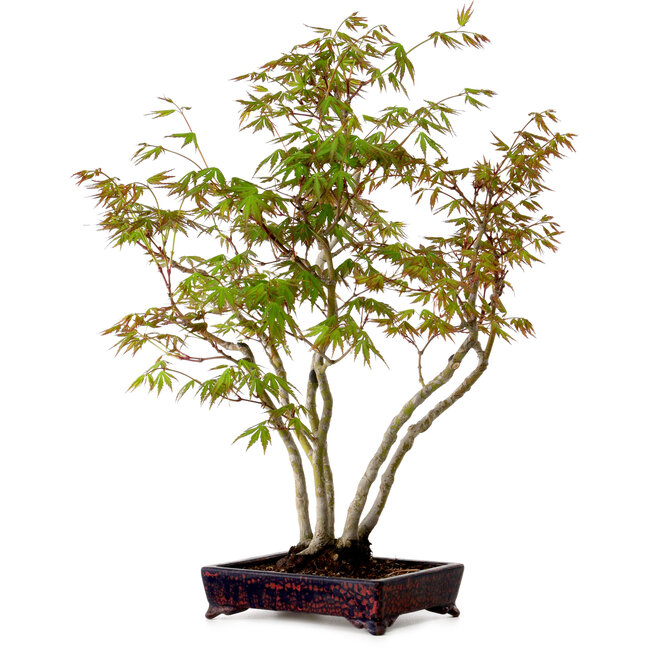Acer palmatum, 50 cm, ca. 15 Jahre alt, mit einem Wurzelhals von 8 cm