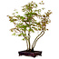 Acer palmatum, 50 cm, ± 15 anni, con nebari di 8 cm