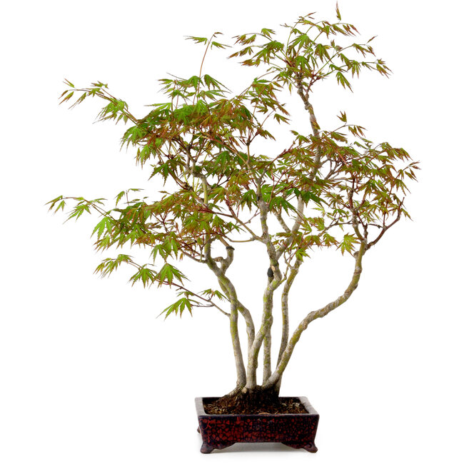 Acer palmatum, 50 cm, ca. 15 Jahre alt, mit einem Wurzelhals von 8 cm
