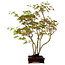 Acer palmatum, 50 cm, ca. 15 Jahre alt, mit einem Wurzelhals von 8 cm