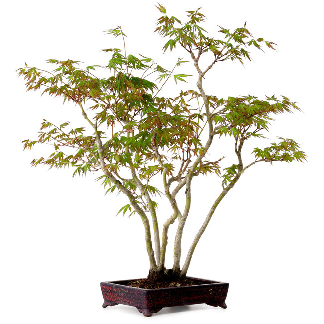 Acer palmatum, 50 cm, ± 15 years old, with a nebari of 8 cm