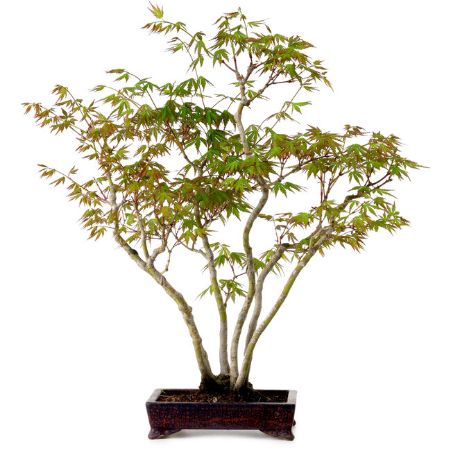Acer palmatum, 50 cm, ± 15 years old, with a nebari of 8 cm