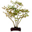Acer palmatum, 50 cm, ± 15 years old, with a nebari of 8 cm