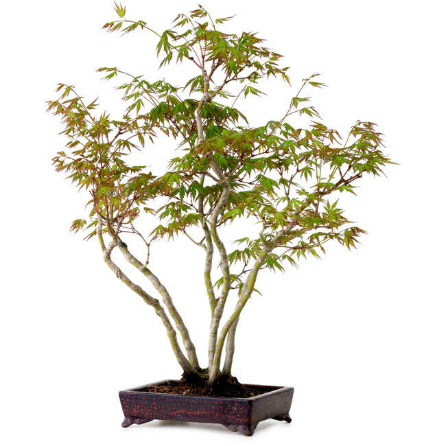 Acer palmatum, 50 cm, ± 15 years old, with a nebari of 8 cm