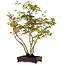 Acer palmatum, 50 cm, ± 15 anni, con nebari di 8 cm
