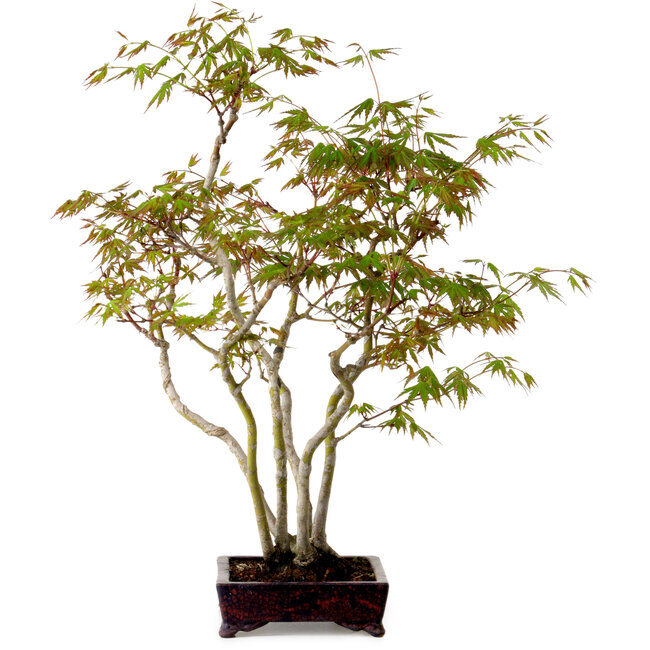Acer palmatum, 50 cm, ± 15 anni, con nebari di 8 cm