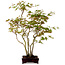 Acer palmatum, 50 cm, ± 15 anni, con nebari di 8 cm