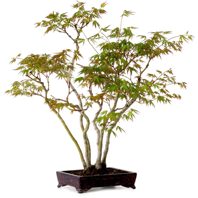 Acer palmatum, 50 cm, ± 15 años, con un nebari de 8 cm