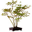 Acer palmatum, 50 cm, ca. 15 Jahre alt, mit einem Wurzelhals von 8 cm