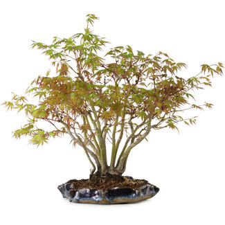 Acer palmatum, 34 cm, ± 15 ans