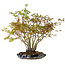 Acer palmatum, 34 cm, ± 15 años, con un nebari de 8 cm