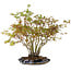 Acer palmatum, 34 cm, ± 15 years old, with a nebari of 8 cm