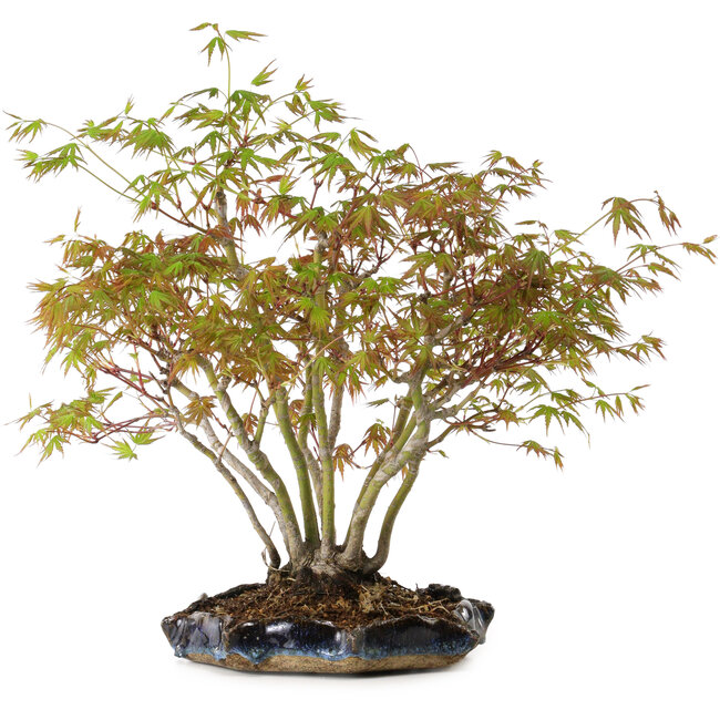 Acer palmatum, 34 cm, ± 15 años, con un nebari de 8 cm
