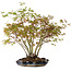Acer palmatum, 34 cm, ± 15 Jahre alt, mit einem Wurzelhals von 8 cm