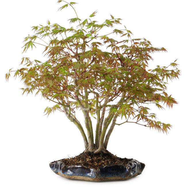 Acer palmatum, 34 cm, ± 15 Jahre alt, mit einem Wurzelhals von 8 cm