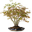 Acer palmatum, 34 cm, ± 15 Jahre alt, mit einem Wurzelhals von 8 cm